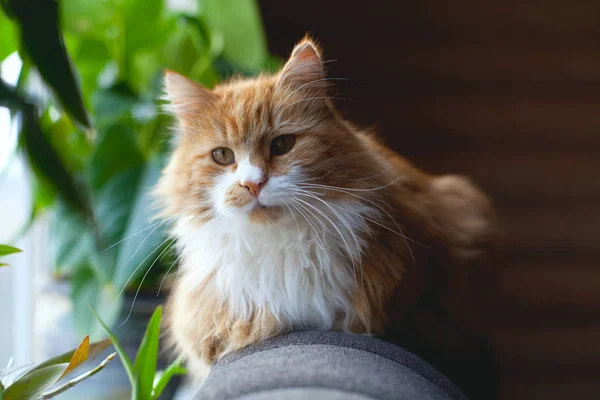 Кошка Сидит Диване Рядом Окном — стоковое фото