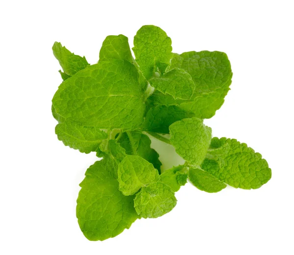 Fresh Mint Leaves White — Stock Photo, Image