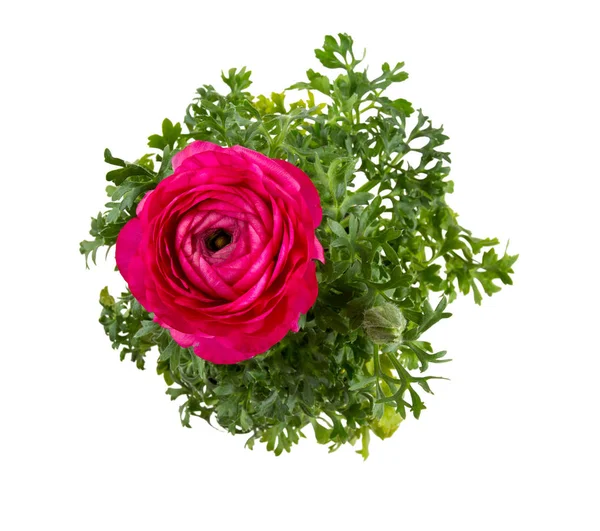 Violet Ranunculus Groeiende Geïsoleerd Witte Achtergrond — Stockfoto