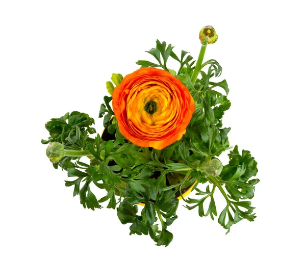 Orange Ranunculus Växande Isolerade Vit Bakgrund — Stockfoto