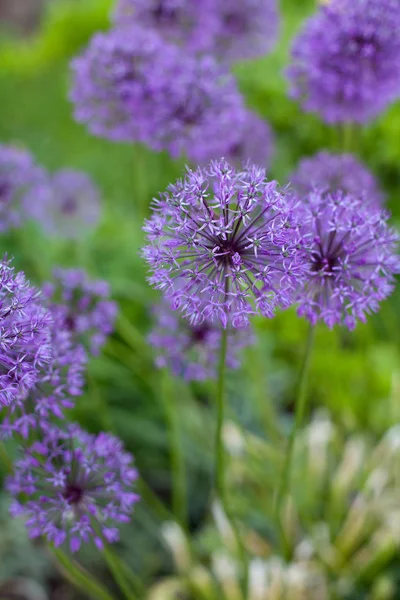 Crescimento Surpreendente Flores Allium Roxo Macio — Fotografia de Stock