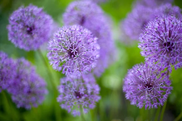 Amazing Growing Soft Purple Allium Flowers — Stock Photo, Image