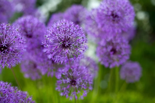 Crescimento Surpreendente Flores Allium Roxo Macio — Fotografia de Stock