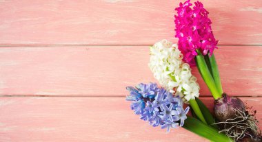 ahşap yüzeyde sümbül