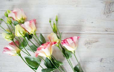 Eustoma çiçek ahşap yüzey üzerinde