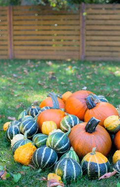 Renkli kabaklar yığını. Cadılar Bayramı kavramı