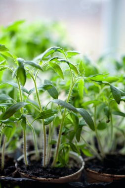 domates fide, görünümü kadar yakın