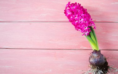 ahşap yüzeyde sümbül