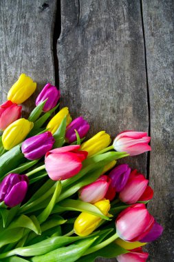 ahşap yüzey üzerinde renkli Lale