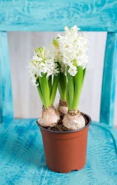 çok renkli sümbül mavi sandalye üzerinde saksının içinde