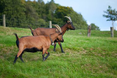 yeşil alan açık havada keçi