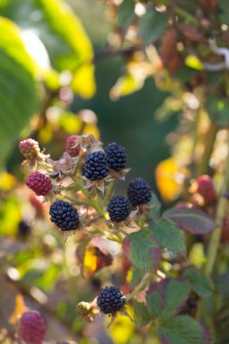  Olgun böğürtlen dalı