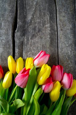 ahşap yüzey üzerinde renkli Lale