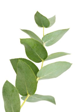 beyaz izole okaliptüs