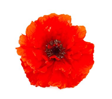 haşhaş çiçeği üzerinde beyaz izole