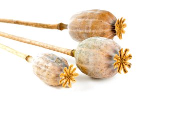 haşhaş başları üzerinde beyaz izole