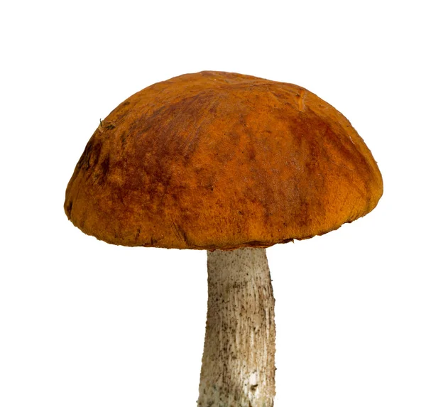 Orange Cap Mushroom Closeup — Stock Photo, Image