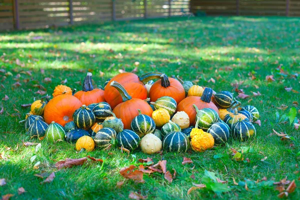 Montón Calabazas Colores Concepto Halloween — Foto de Stock