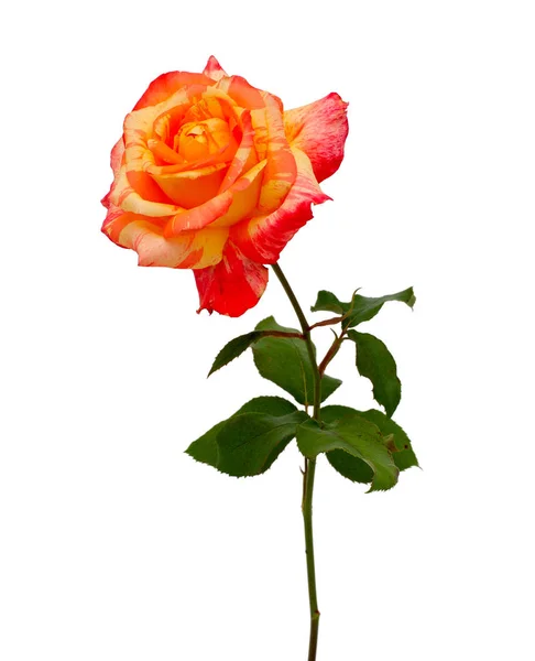 Gestreifte Rose Isoliert Auf Weiß — Stockfoto