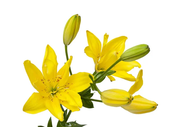Желтые Лилии Над Белыми — стоковое фото