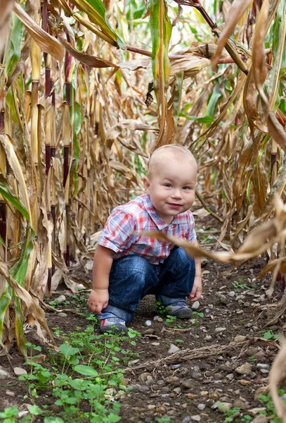 Малюк Грає Кукурудзяному Полі — стокове фото