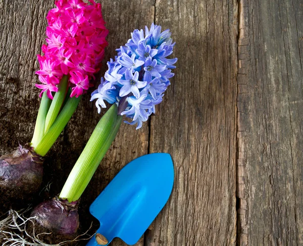 Hyacinten Houten Oppervlak — Stockfoto