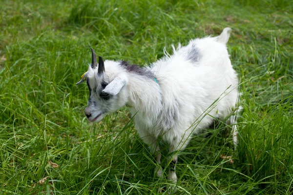 Adorable Baby Goat Field — Stock Photo, Image