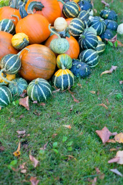 Montón Calabazas Colores Concepto Halloween —  Fotos de Stock