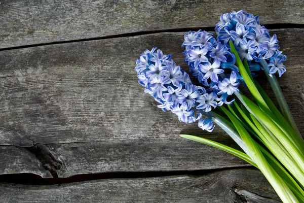 Flores Jacinto Rayas Azules Superficie Madera — Foto de Stock