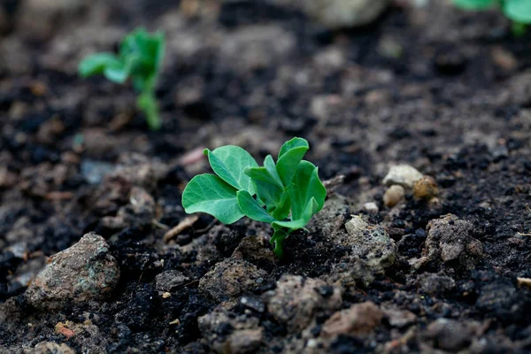 Pea Seedling Close View — Stock Photo, Image