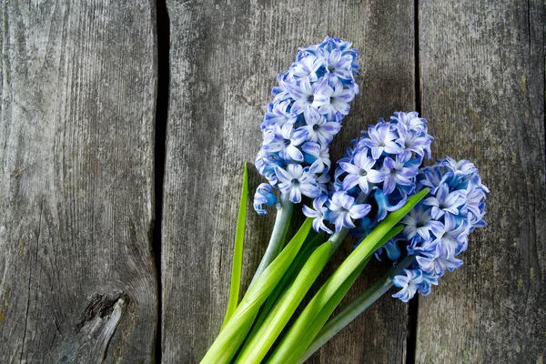 Flores Jacinto Rayas Azules Superficie Madera — Foto de Stock