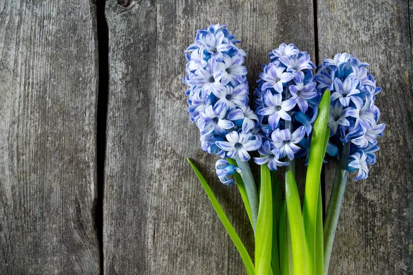 Flores Jacinto Rayas Azules Superficie Madera — Foto de Stock