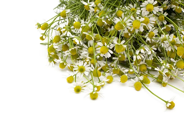 Chamomile Isolated White Background — Stock Photo, Image