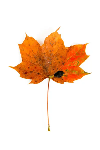 Maple Leaf Witte Achtergrond — Stockfoto