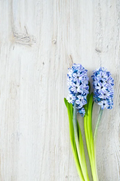 Blue Striped Hyacinth Flowers Wooden Surface — Stock Photo, Image