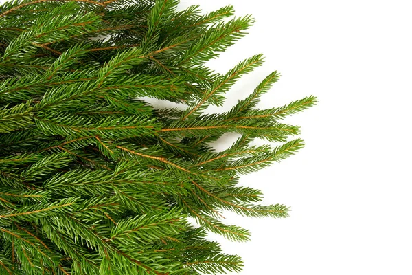 Ramo Árvore Abeto Isolado Branco — Fotografia de Stock