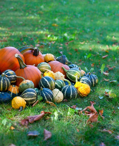 Montón Calabazas Colores Concepto Halloween —  Fotos de Stock