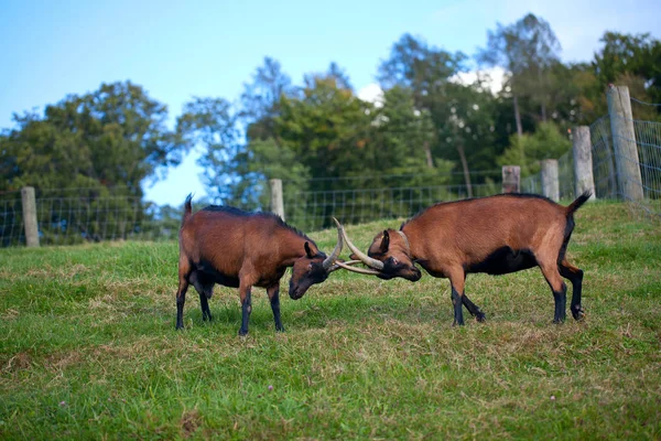 Ziege Draußen Auf Der Grünen Wiese — Stockfoto