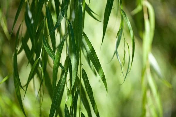 Green Weeping Willow Background — Stock Photo, Image