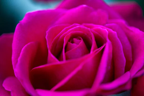Удивительный Красочный Цветок — стоковое фото
