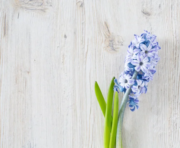Μπλε Ριγέ Λουλούδια Υάκινθων Ξύλινη Επιφάνεια — Φωτογραφία Αρχείου