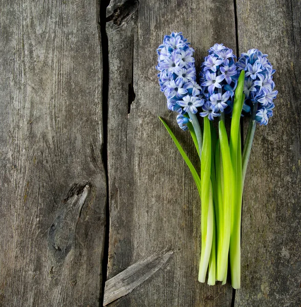 Blue Striped Hyacinth Flowers Wooden Surface — Stock Photo, Image