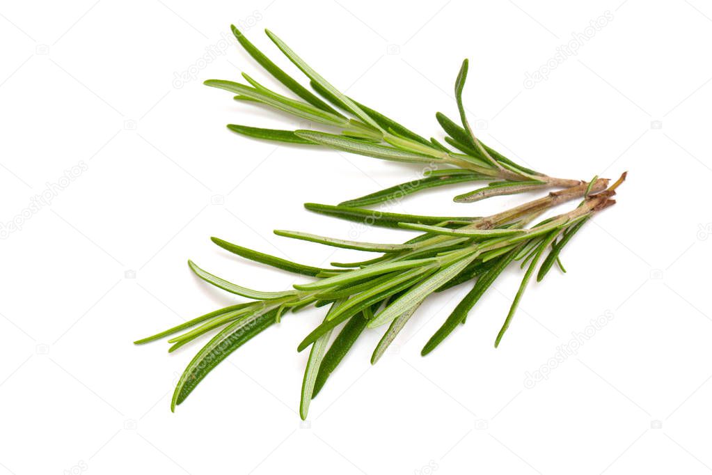 rosemary isolated on white