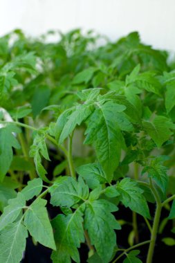 domates fide, görünümü kadar yakın