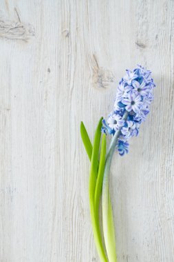 ahşap yüzey üzerinde mavi çizgili sümbül çiçek