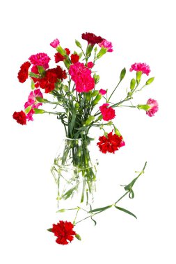 beyaz izole güzel karanfil çiçek