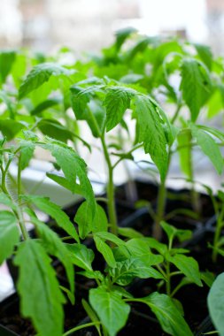 domates fide, görünümü kadar yakın