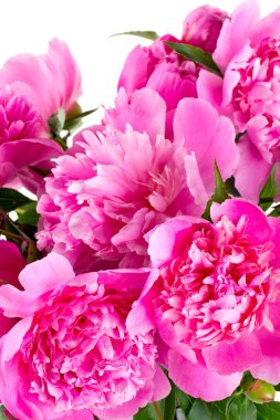 beyaz izole peonies