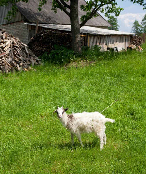 Koza Dziecka Łące — Zdjęcie stockowe