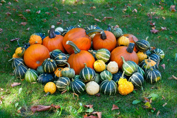 Montón Calabazas Colores Concepto Halloween —  Fotos de Stock